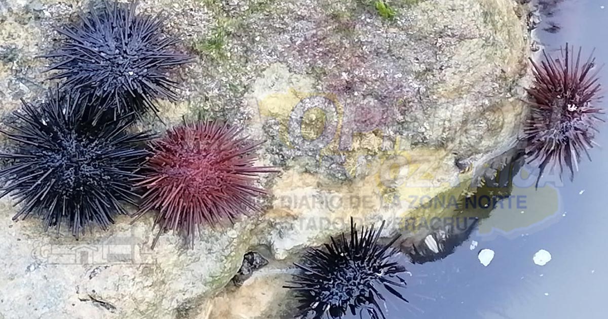 Cientos de erizos de mar aparecen muertos en playa Chaparrales