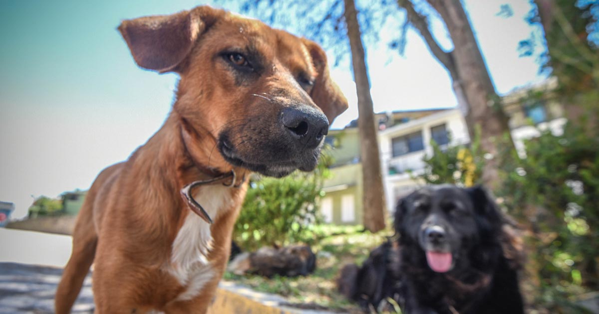 No tuvieron corazón: abandonaron a sus "lomitos"