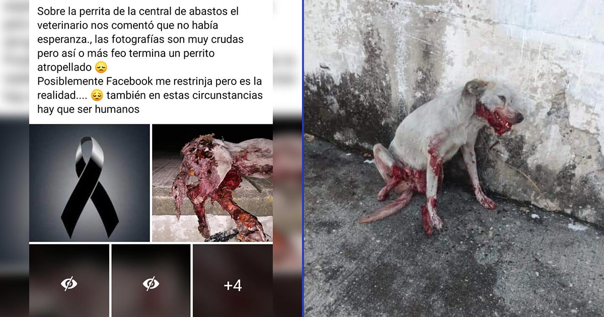 Persiste el maltrato animal en Poza Rica