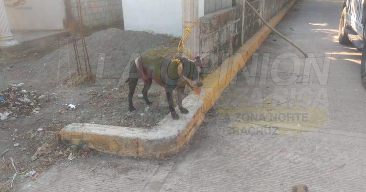 Pitbull ataca a un anciano