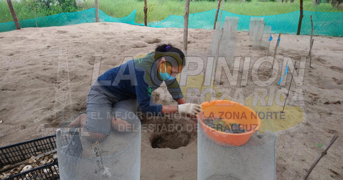 Termina temporada de anidación de tortuga marina y siguen arribando