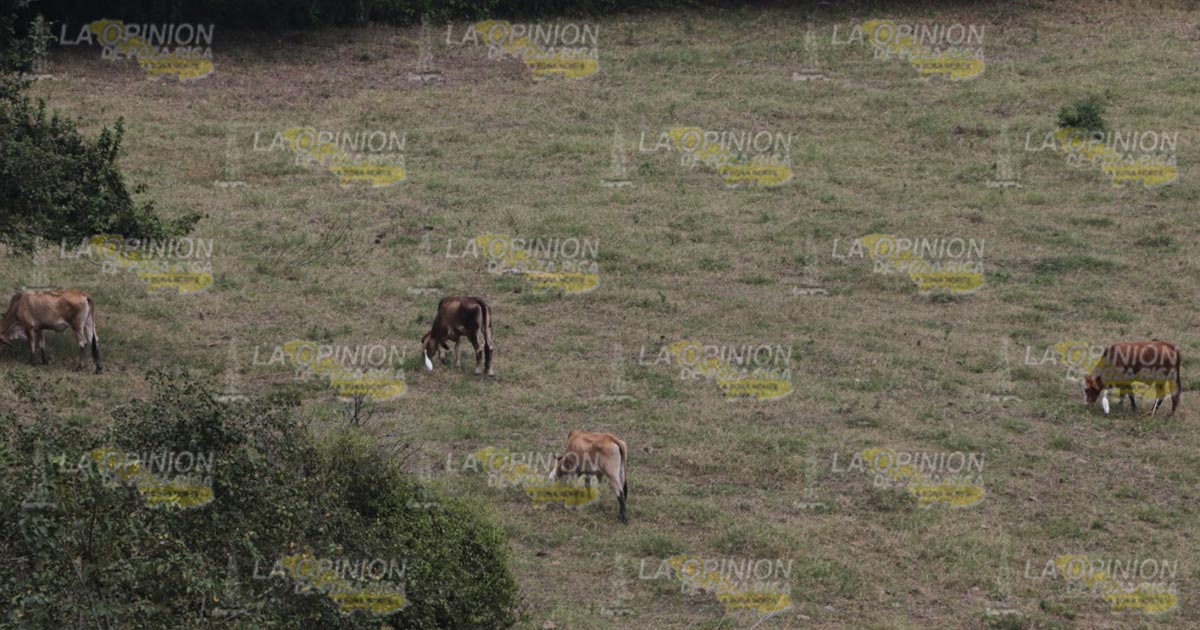 Vuelven a la carga los ladrones de ganado en Cazones