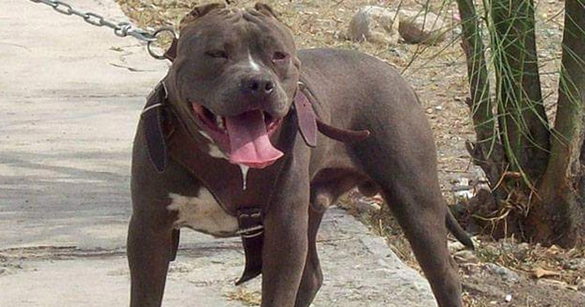 Perro Pitbull ataca a una niña de 5 años
