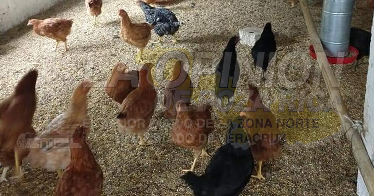 Fue influenza causa de la mortandad de aves de traspatio en Coatzintla
