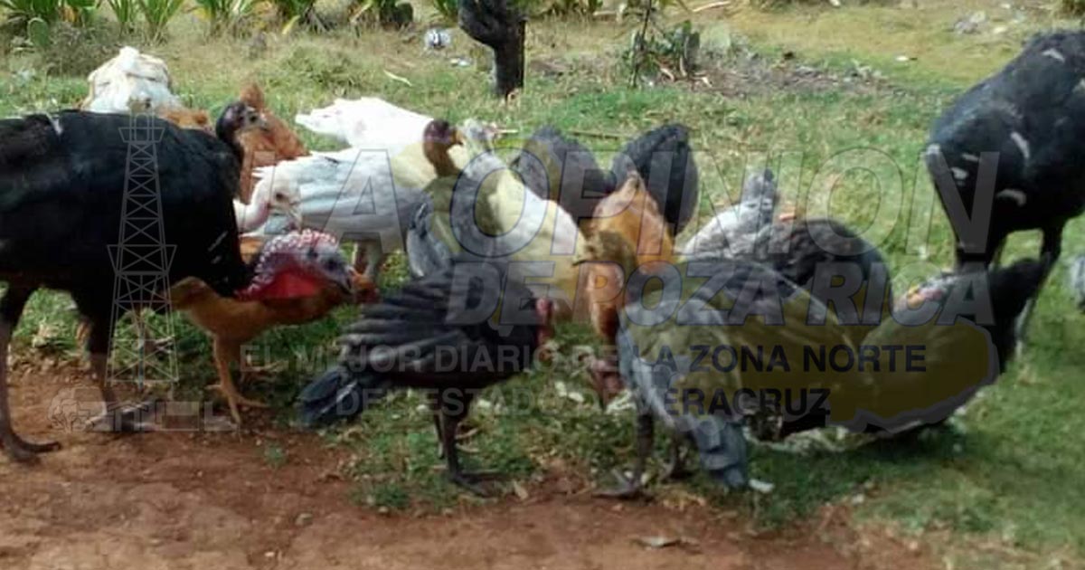 Roban guajolotes en la colonia Valle Verde