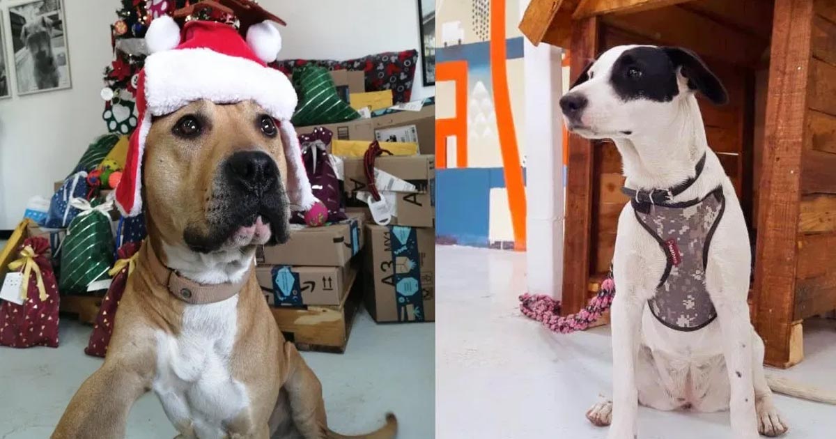 Perritos del Metro serán ayudantes de Santa Claus y los Reyes Magos