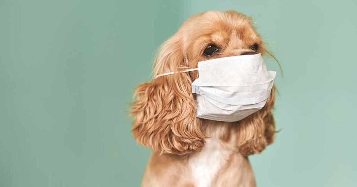 Rusia desarrolla vacuna contra COVID-19 para animales domésticos