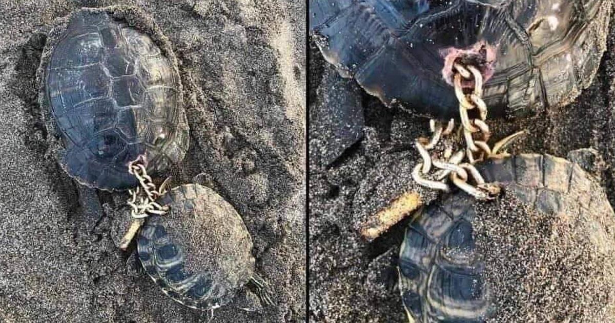 ¡Inhumanos! Encadenan a tortugas