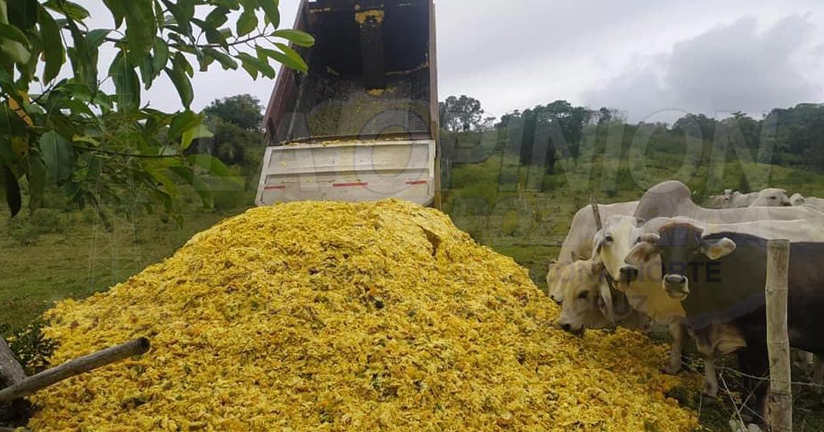 Cáscara de naranja, alternativa de alimento para el ganado