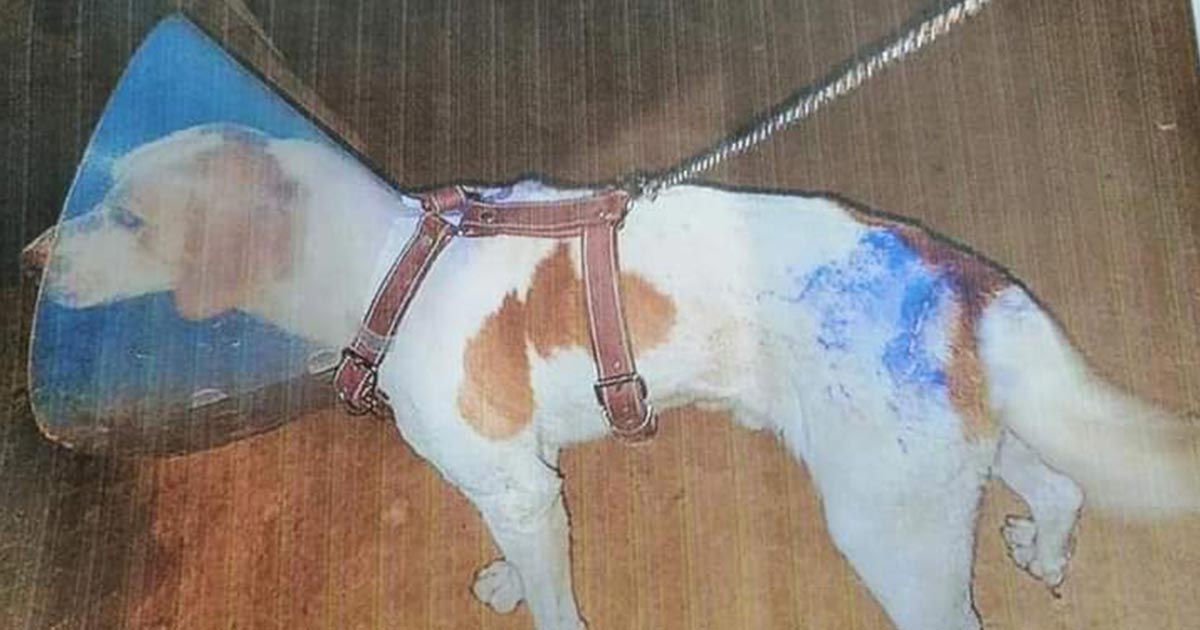 Exigen castigo contra un agresor de perro