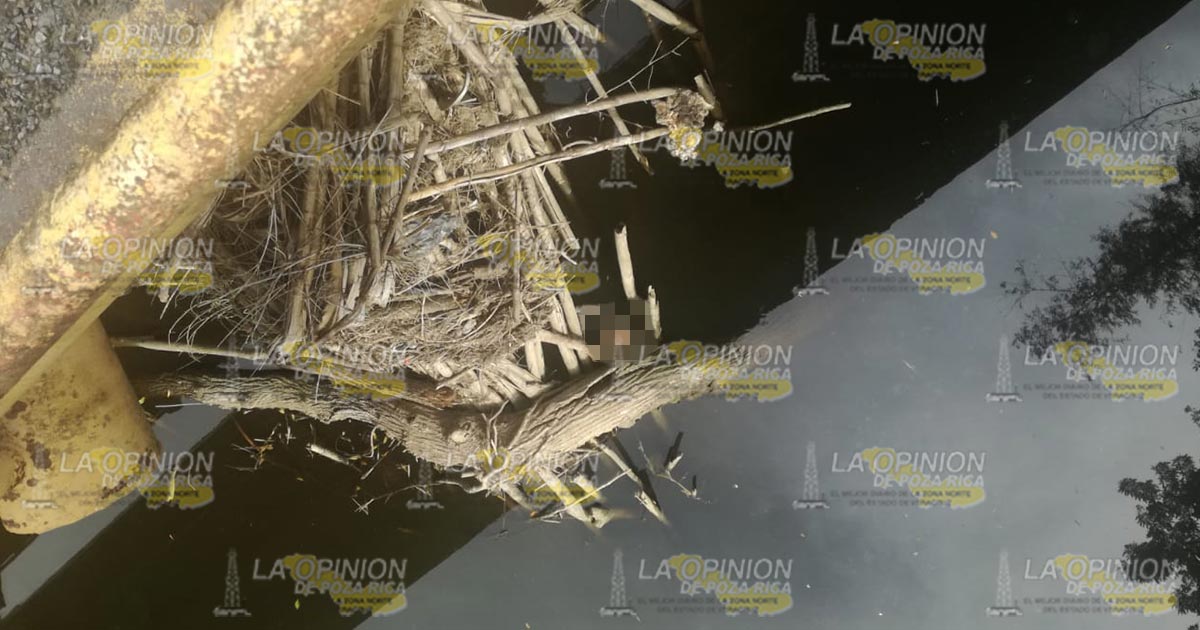 Hallan cadáver debajo de un puente en Tuxpan
