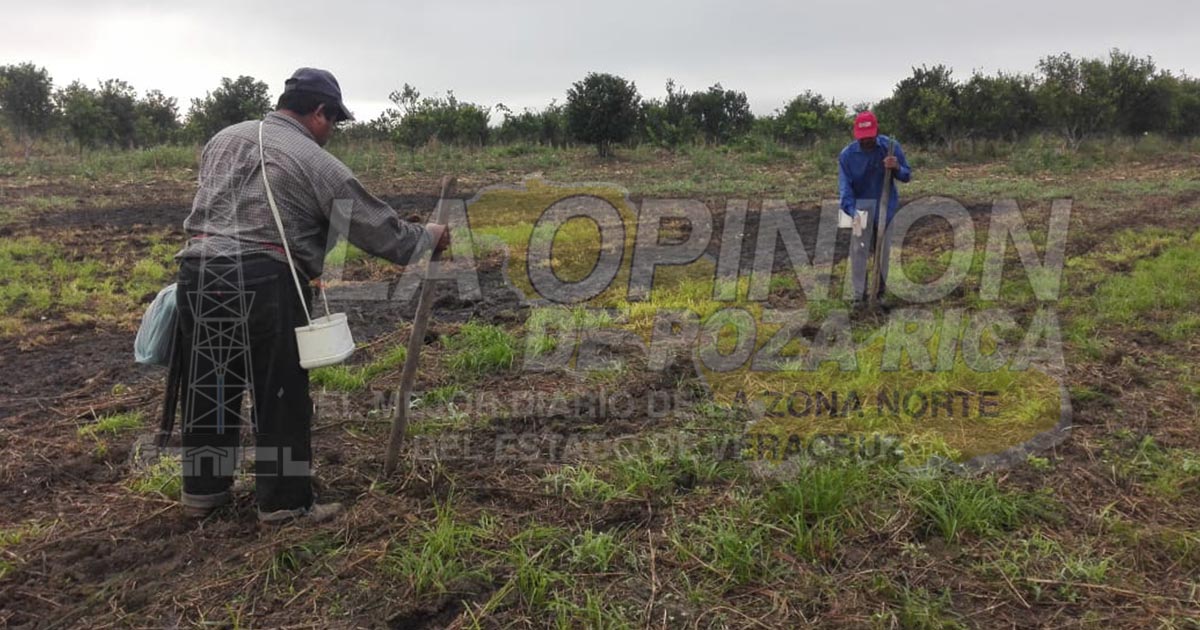 Se atrasa la siembra de maíz