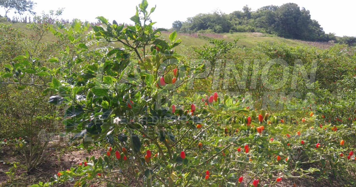 Se disparan precios del chile piquín, reportan productores de Cazones