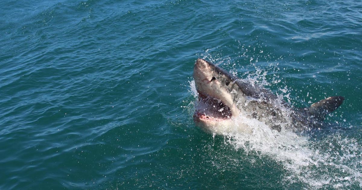 Un tiburón blanco mata a una joven de 19 años en Nueva Zelanda