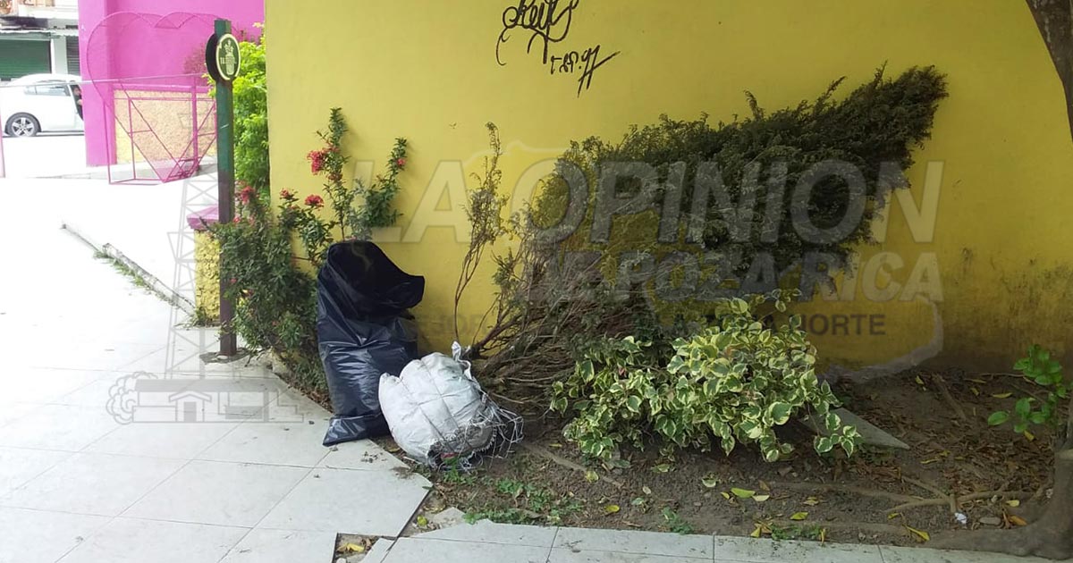Van por programa de acopio de arbolitos de navidad, en Coatzintla