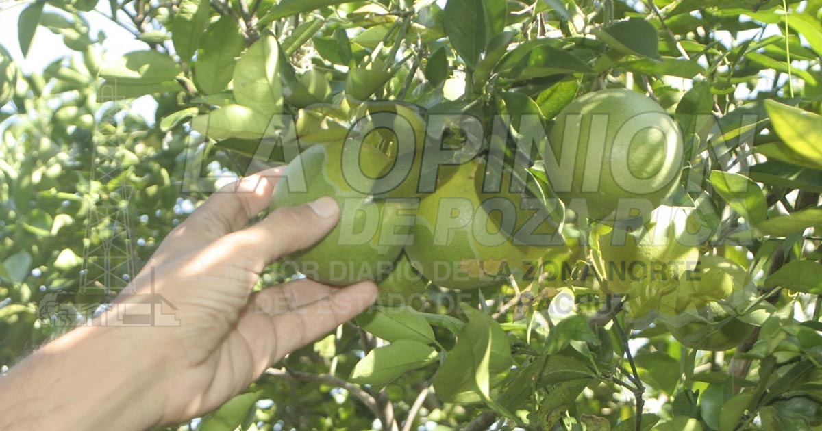 Acercará Prodeter servicios a productores de Castillo