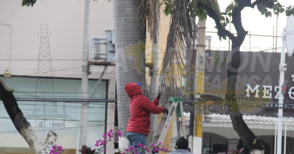 Liberan cables de energía eléctrica de las ramas en el bulevar Adolfo Ruiz Cortines