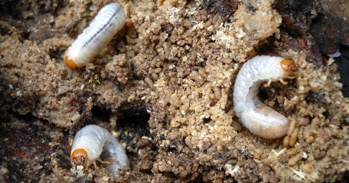 Dos empresas construirán la granja productora de proteína a base de insectos más grande del mundo