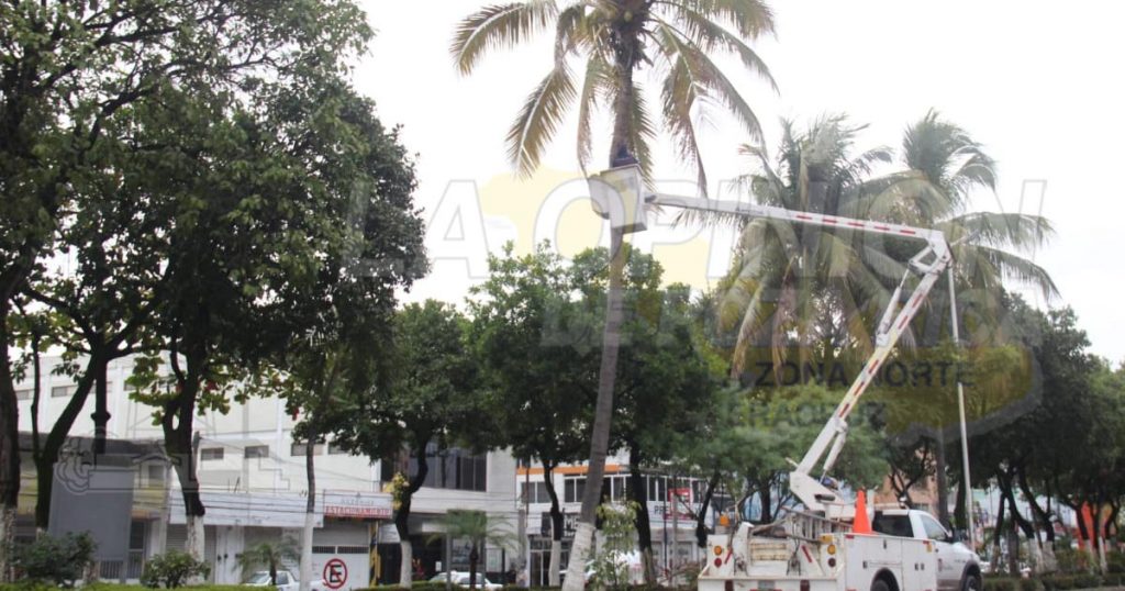 Liberan cables de energía eléctrica de las ramas en el bulevar Adolfo Ruiz Cortines