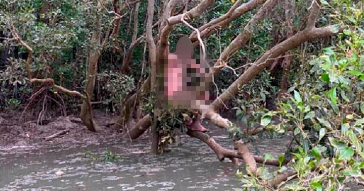 Agarran a prófugo en árbol sobre aguas con cocodrilos