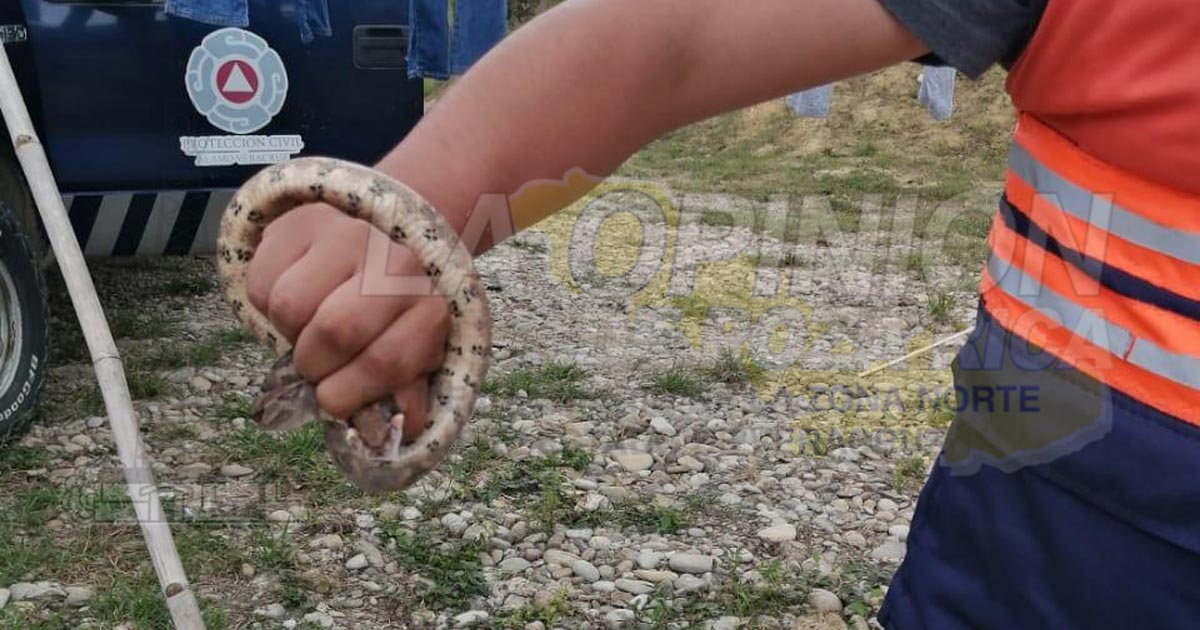 Incrementa la presencia de animales silvestres