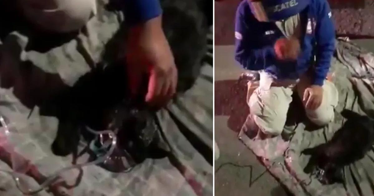 Bomberos rescatan a animales de un incendio en Zapopan, Jalisco (+Video)