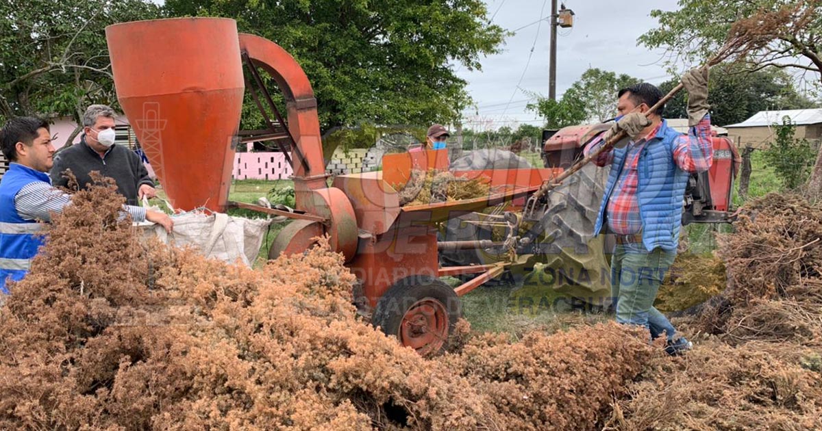 Árboles navideños serán utilizados como composta