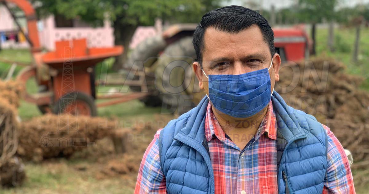 Árboles navideños serán utilizados como composta