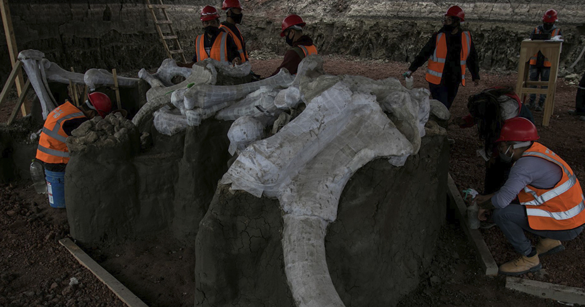 Habrá museo para restos de mamuts hallados en Santa Lucía