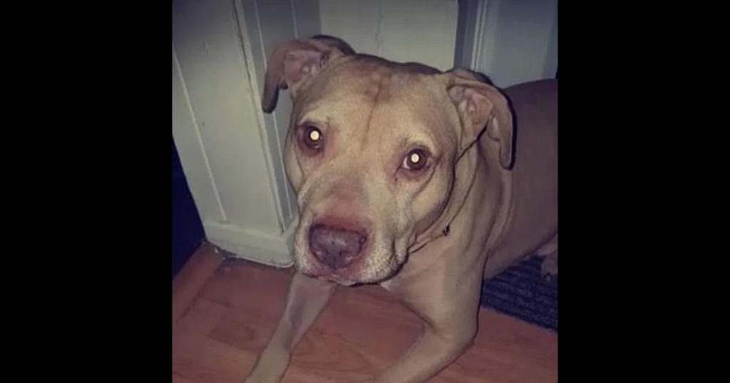 Mujer es asesinada por su perro mientras dormía