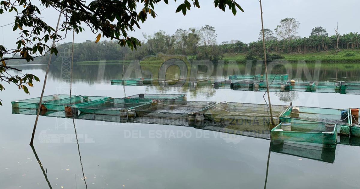 Productores les apuestan a cultivos alternativos