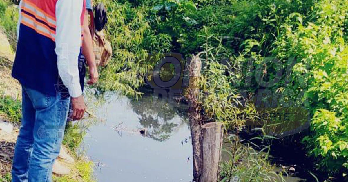 Reportan el avistamiento de cocodrilos en Ojital Ciruelo