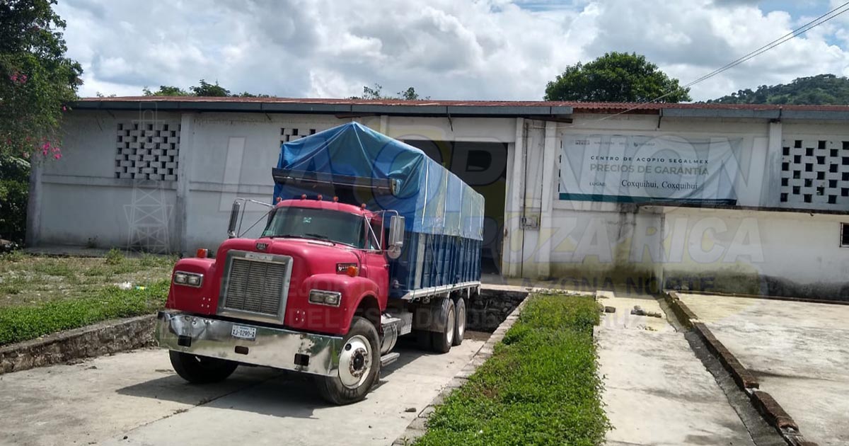 Coyotes acaparan grano de maíz