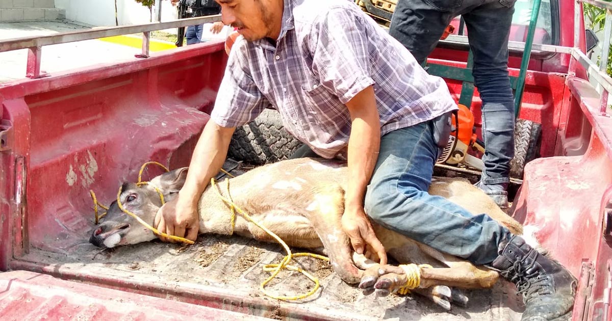 Venado cola blanca corre por calles de Tihuatlán