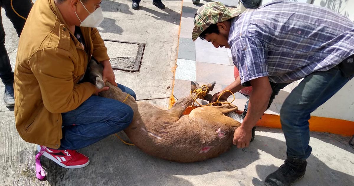 Venado cola blanca corre por calles de Tihuatlán