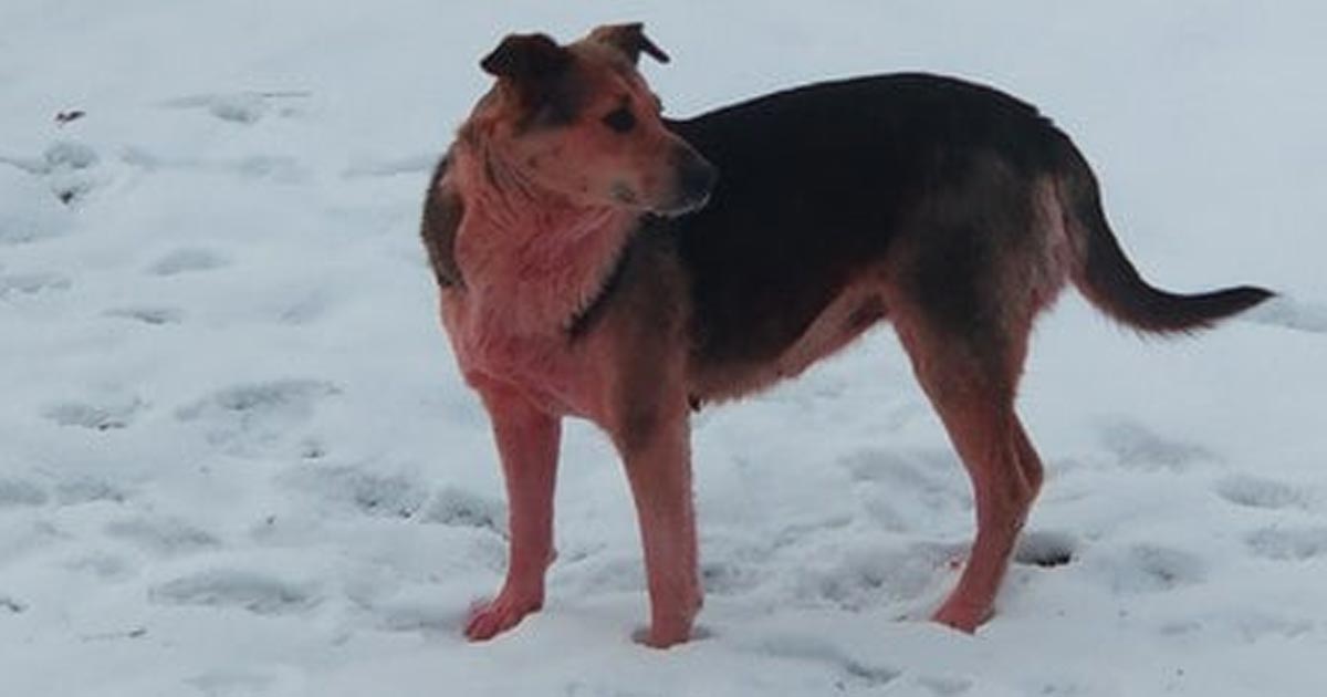 Aparece un perro callejero rosado en la misma ciudad rusa donde fueron avistados perros azules