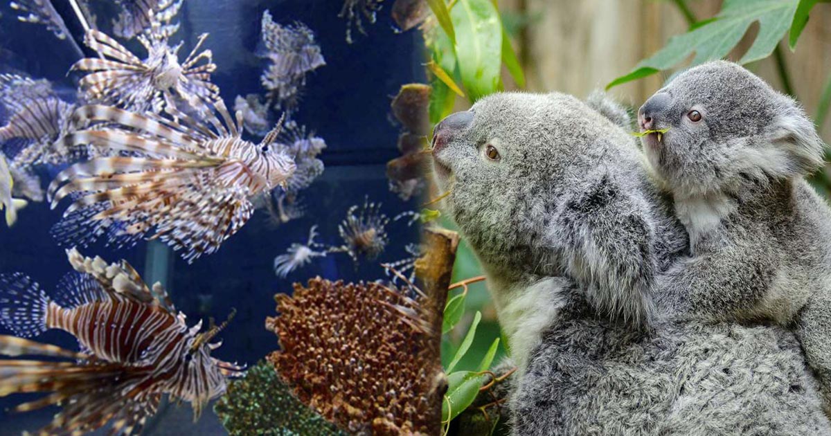 Abren este lunes zoológicos y acuarios en CDMX