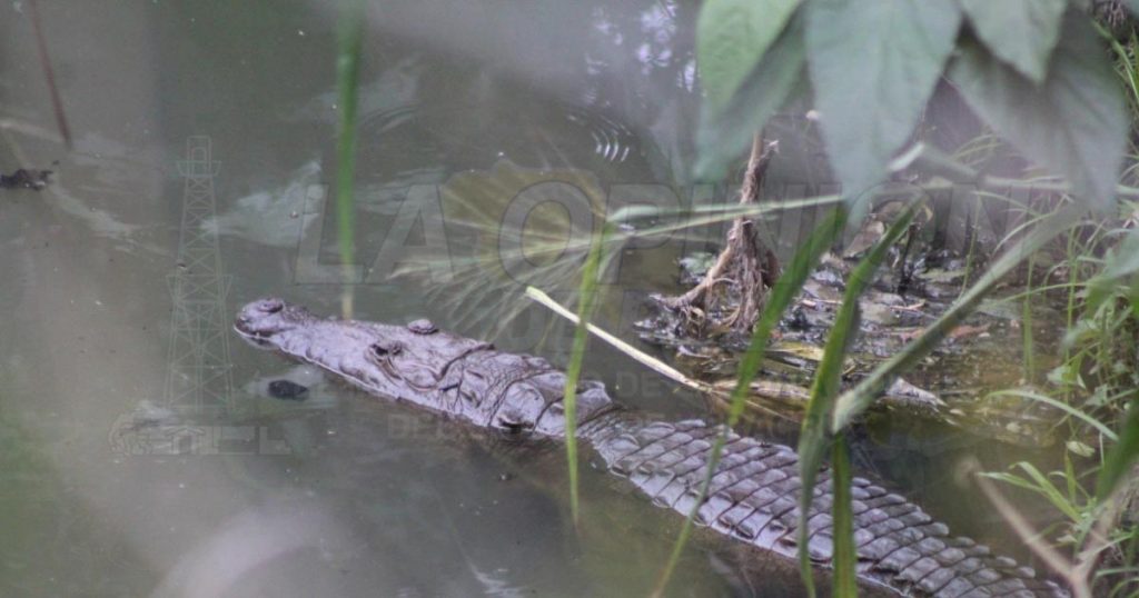 Riesgo por lagartos en Corralillos donde aún sigue cerrado el acceso por pandemia