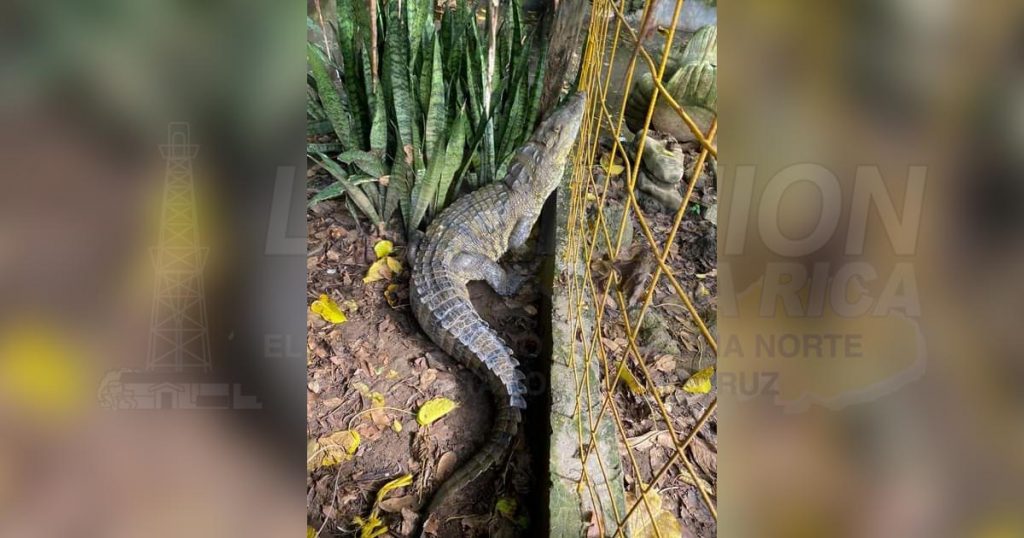 Riesgo por lagartos en Corralillos donde aún sigue cerrado el acceso por pandemia
