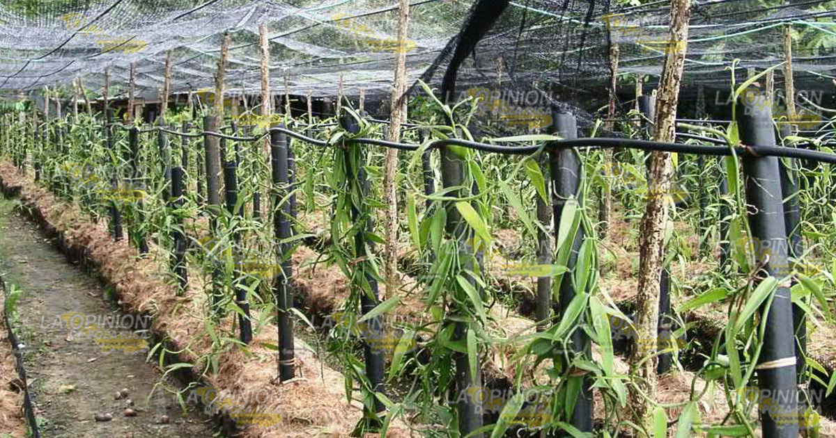 Denuncian productores