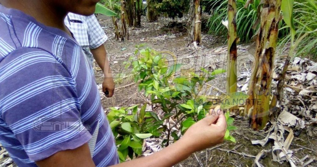 Exigen citricultores acciones eficaces contra plagas