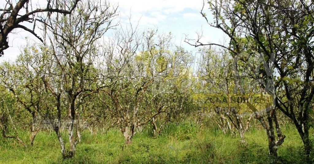 Exigen citricultores acciones eficaces contra plagas