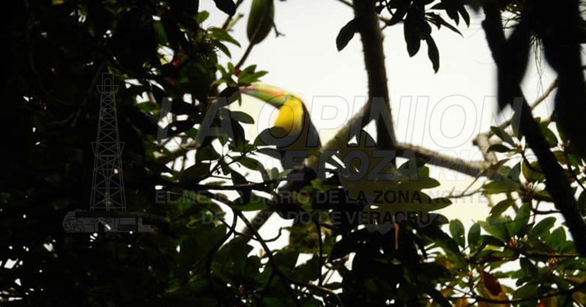 “La Presa” será un sitio protegido para el tucán