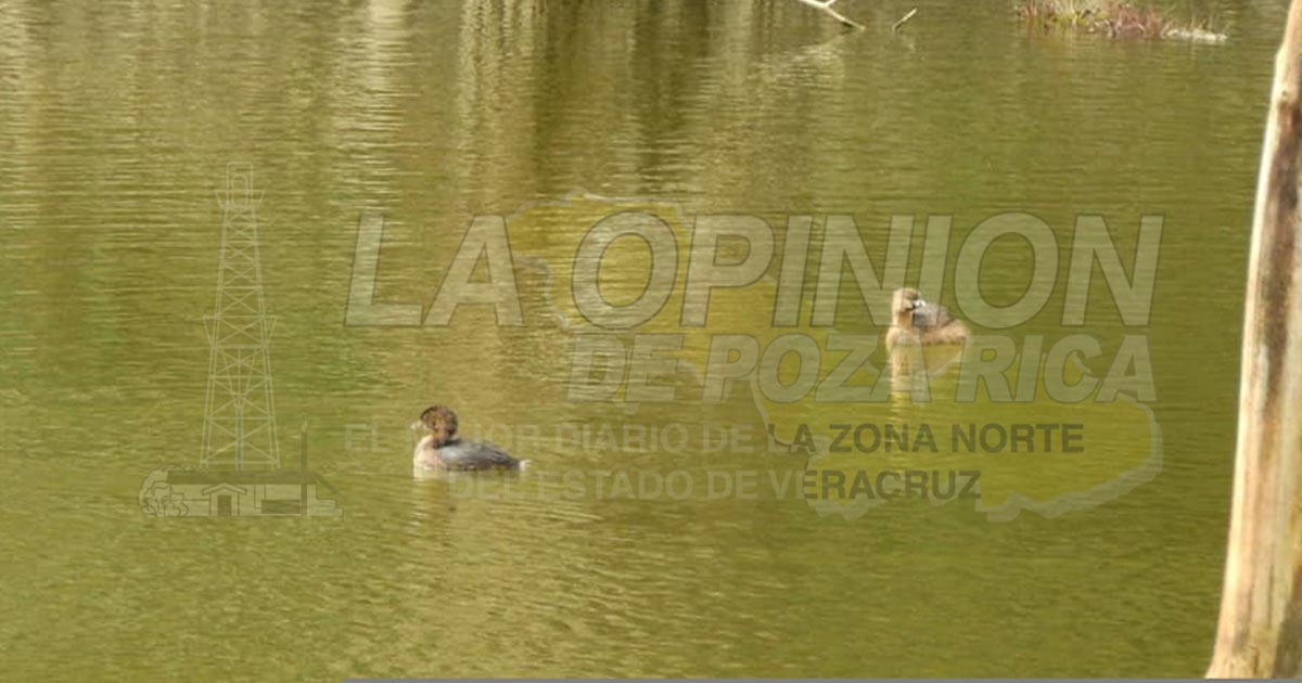 “La Presa” será un sitio protegido para el tucán