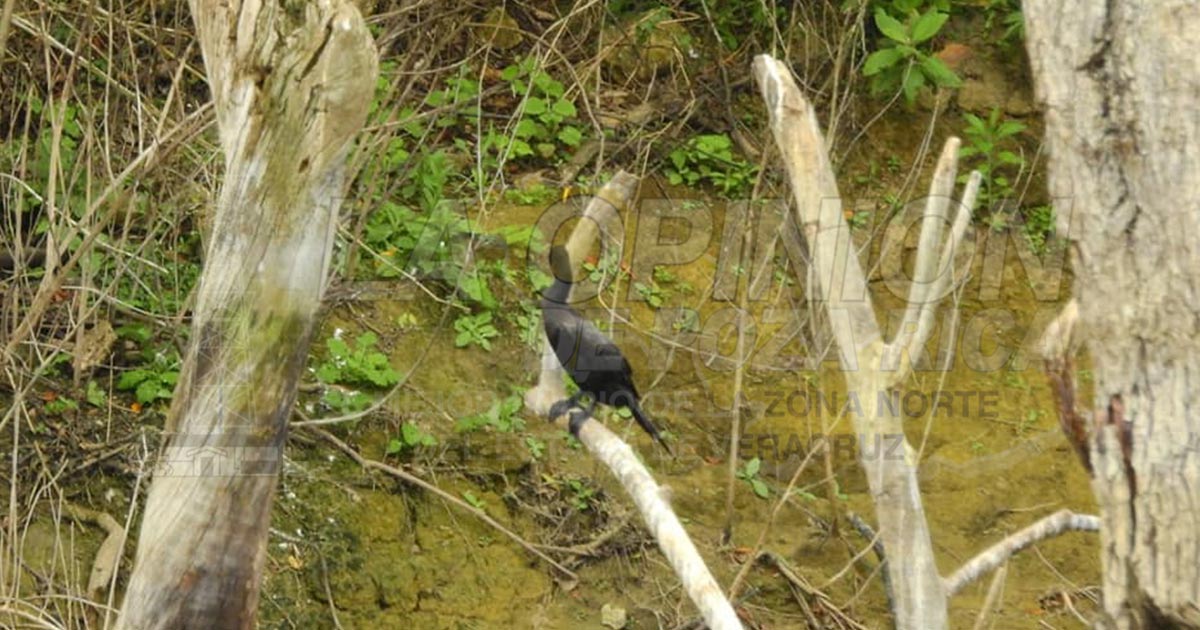 “La Presa” será un sitio protegido para el tucán