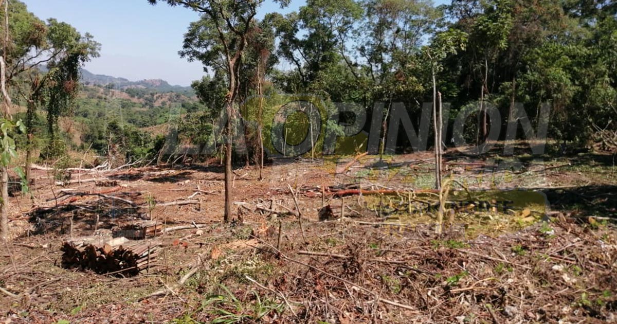 Tala inmoderada en la Sierra Papanteca
