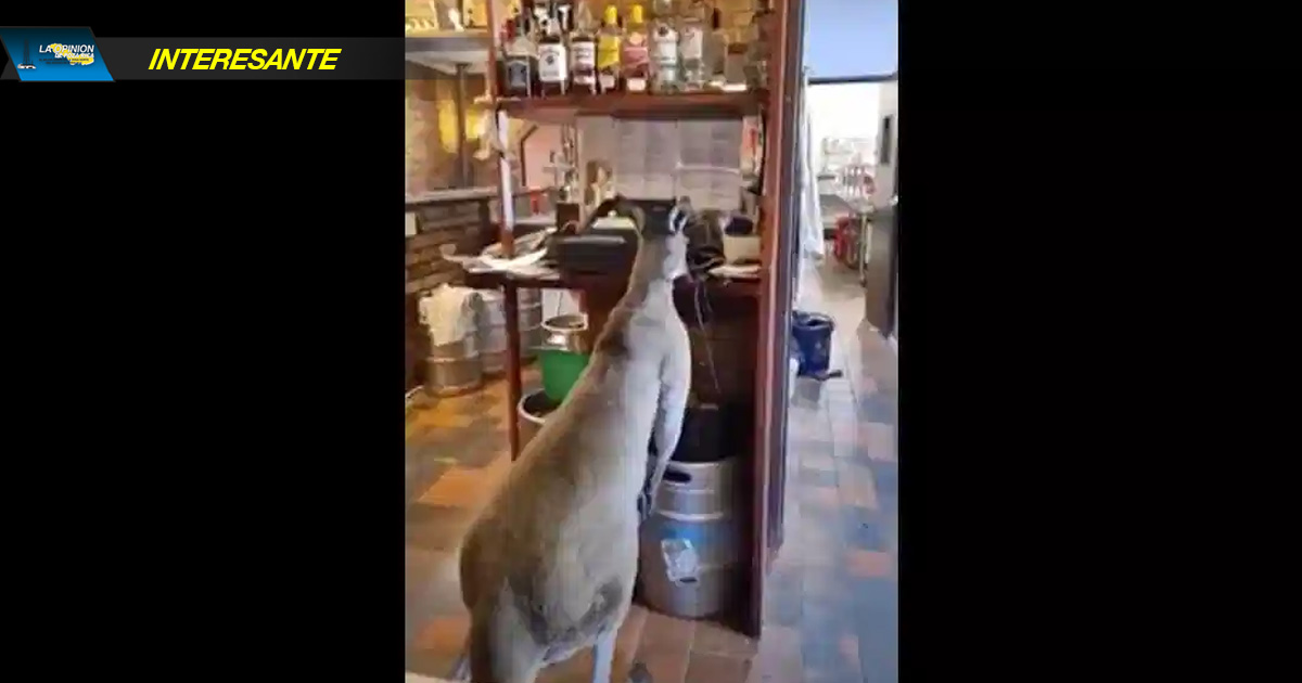 Video: Canguro se cuela todos los días al mismo bar en Australia - Noticieros Televisa