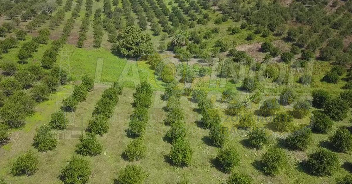 Falta de agua afecta a citricultura local