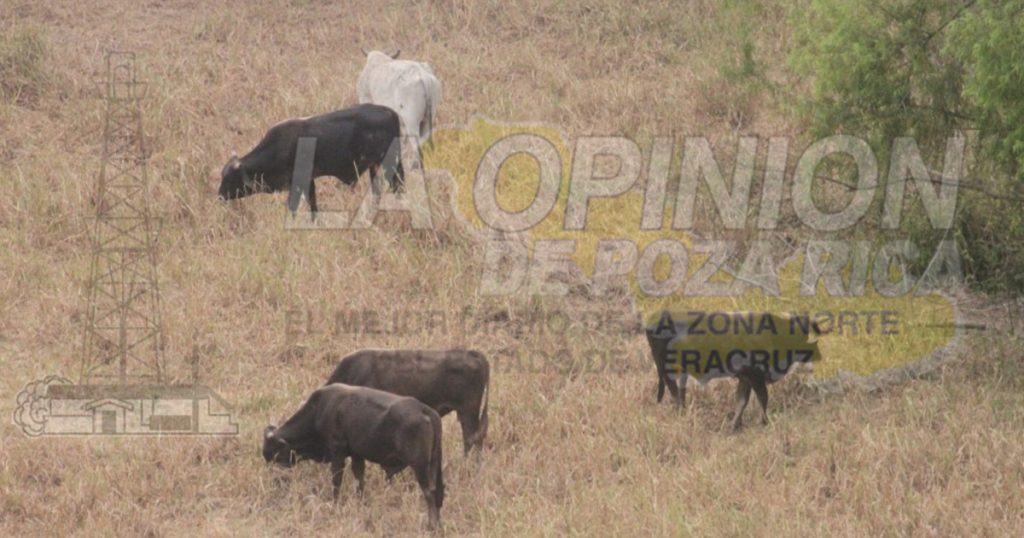 Ganaderos ejidales, inermes