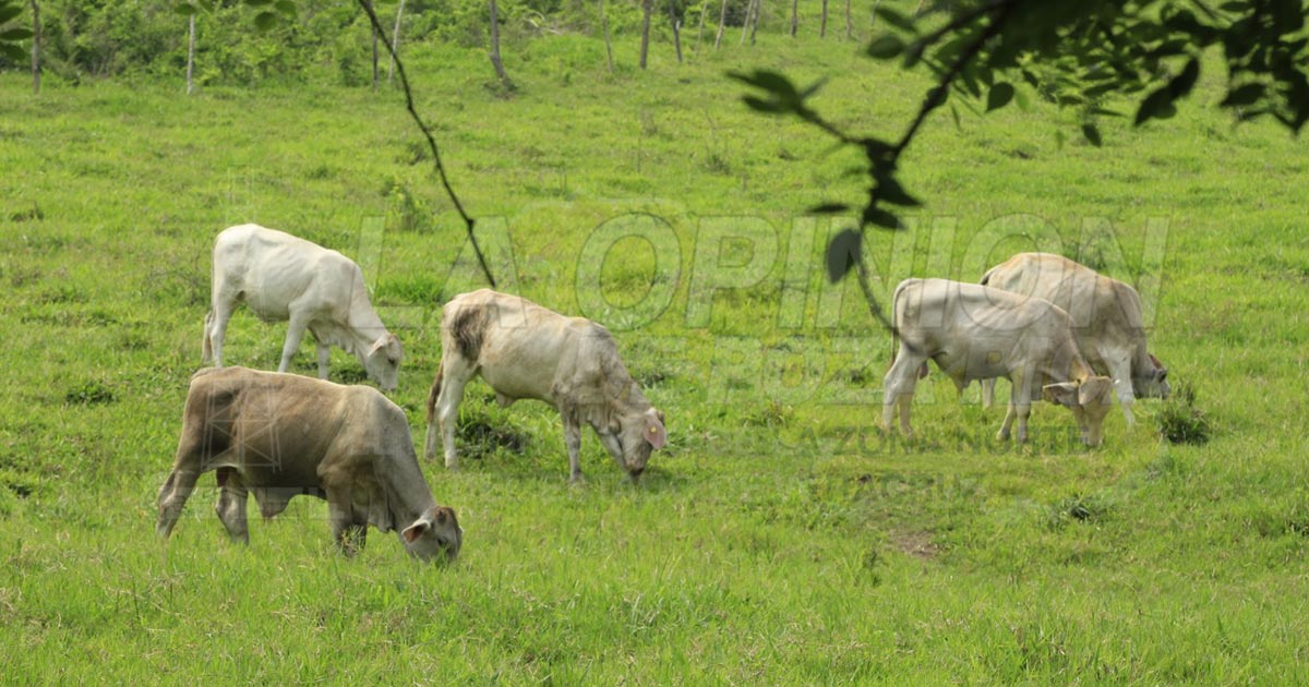 Hartos los ganaderos de Cazones, por robo de ganado en varios ranchos